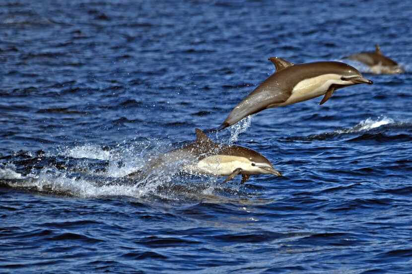 Autoridades federales y estatales investigan las grotescas muertes de dos delfines en...