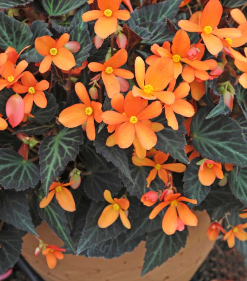 'Sparks Will Fly' begonia for containers or front of landscape bed.