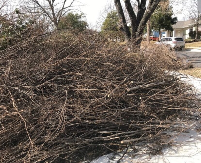 Tree trimmings left for the city to pick up