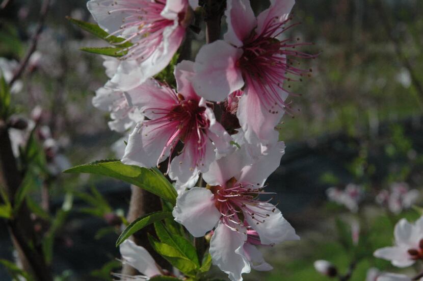 Peach blossoms create a pink cloud in the spring. 