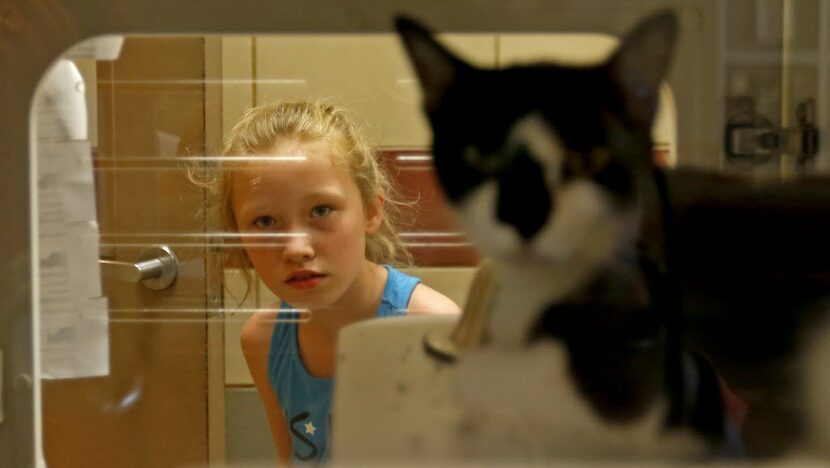 Jayden Robinson, 7, takes a look at a kitten awaiting adoption at the Mesquite shelter.