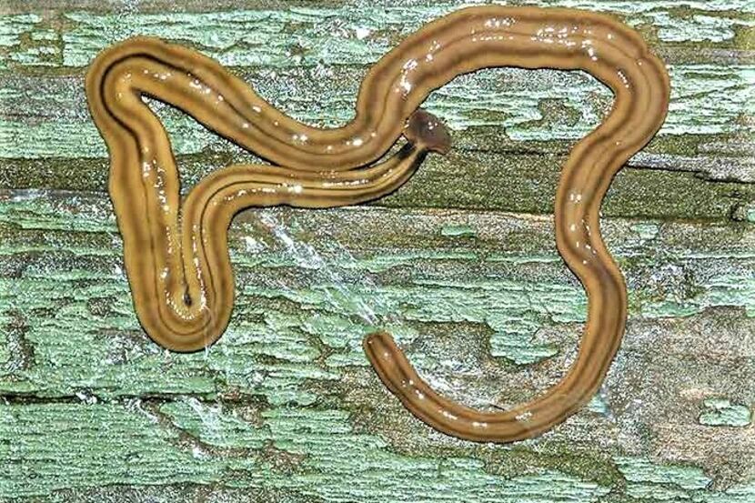 Warning of worm invasion is creepier than it sounds: They're already among  us