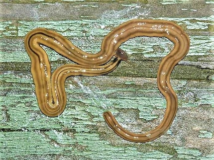 Los gusanos cabeza de martillo, o hammerhead flatworm, pueden provocar reacciones alérgicas...