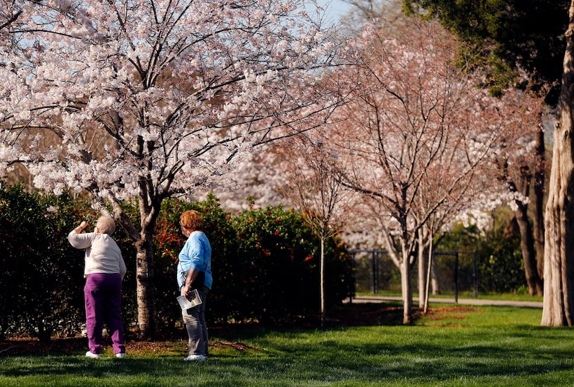 Beverly Williams (left) checks to see if there is a fragrance to the pink and white cherry...