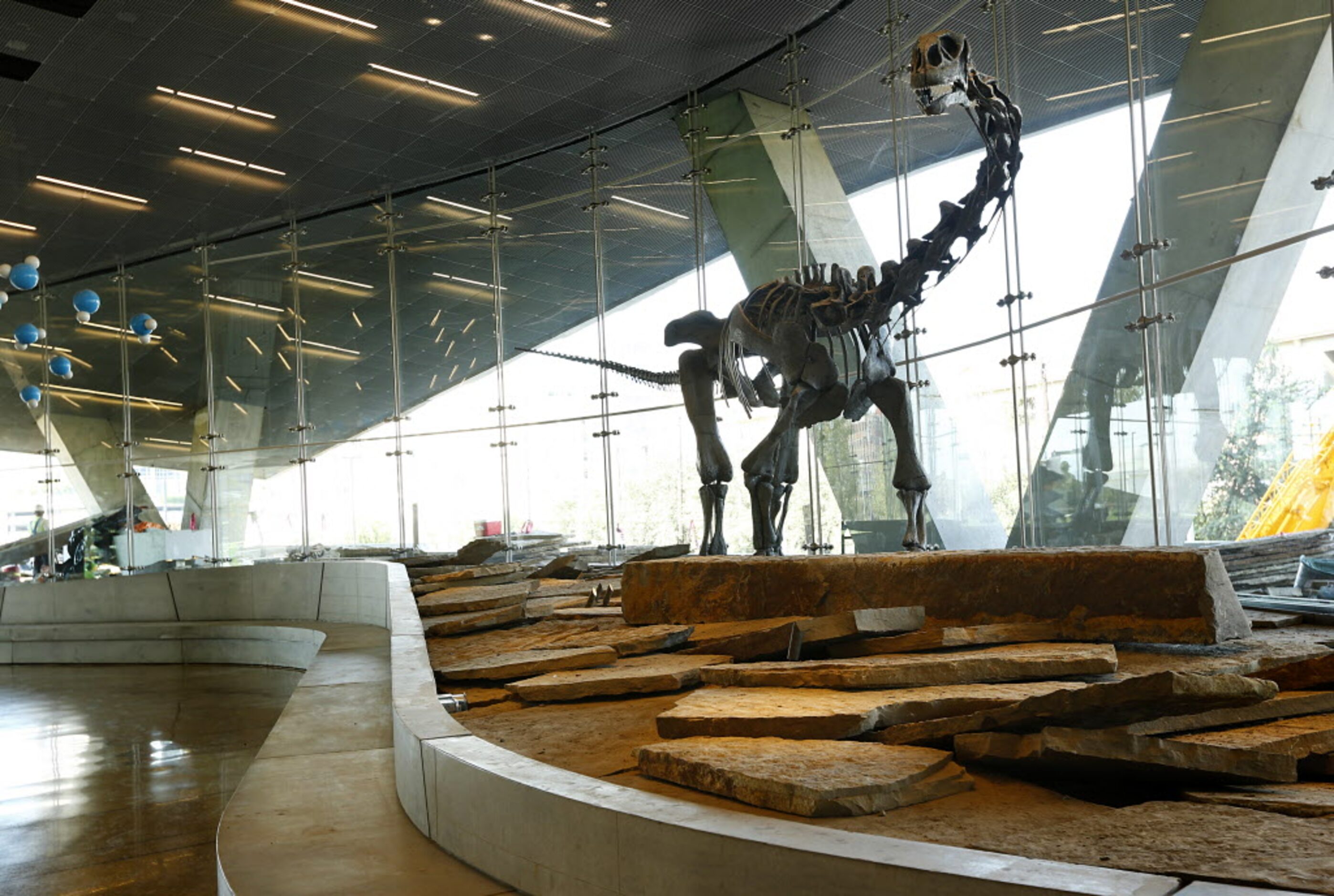 The 35-foot long Malawisaurus dinosaur skeleton greets visitors in the lobby of the Perot...