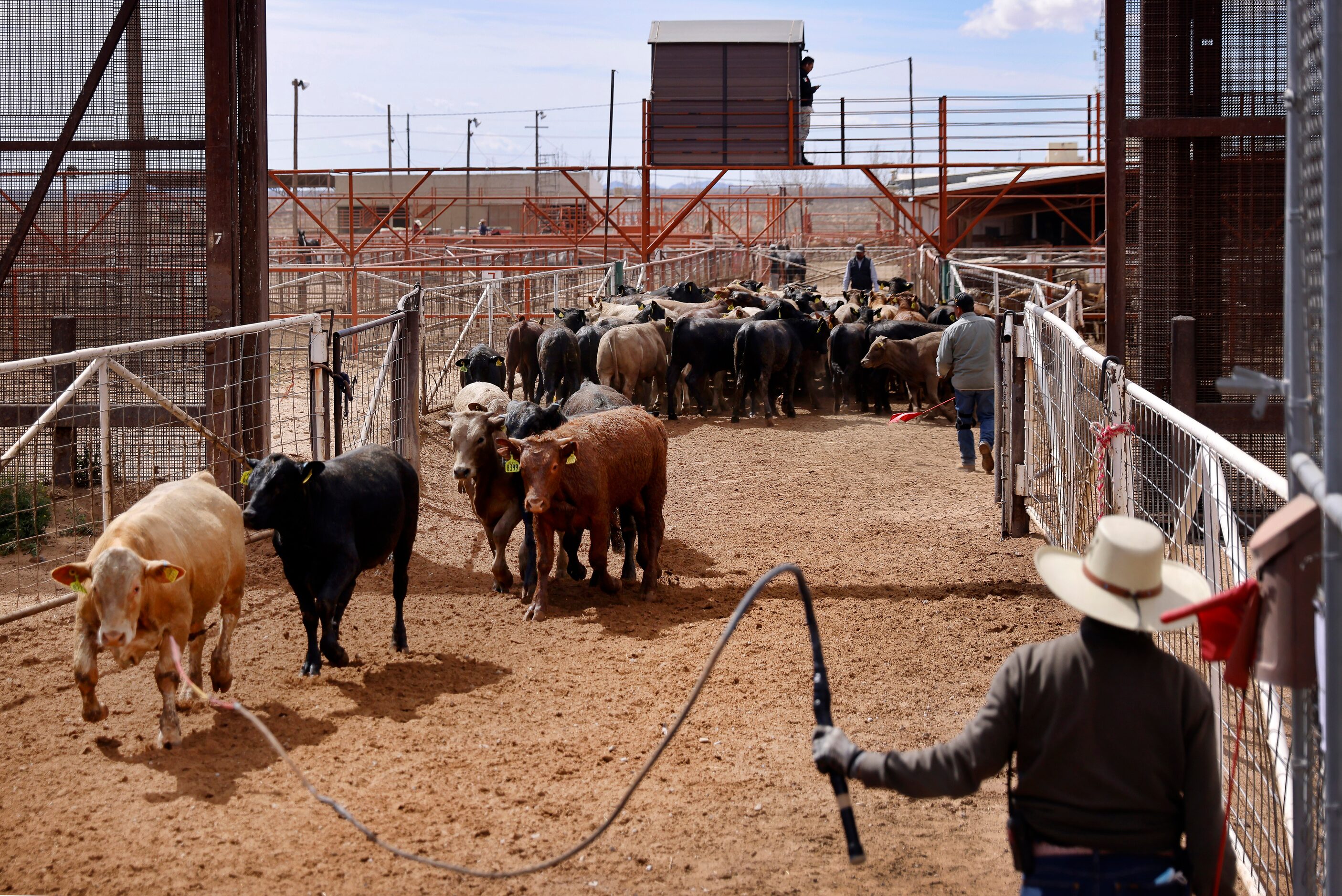 Cattle driver Alfredo Escamilla uses the snap of a whip to direct Mexican feeder cattle...