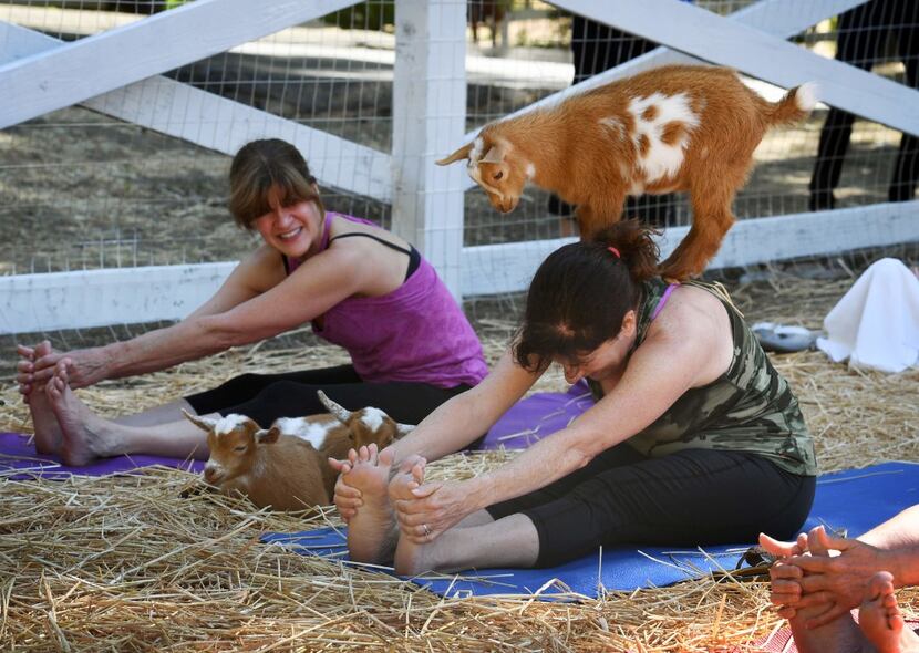 A file photo of a goat yoga class in California. Goat yoga is also available in the D-FW...