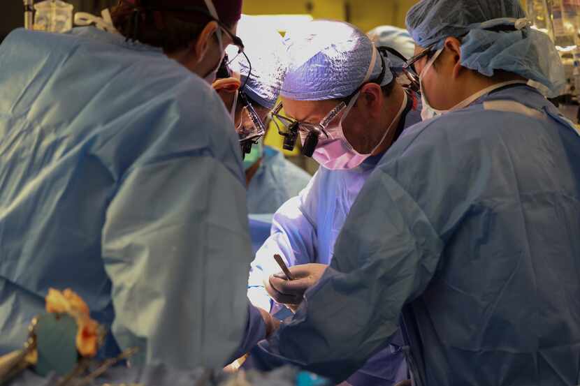 Surgeons perform the world’s first genetically modified pig kidney transplant into a living...