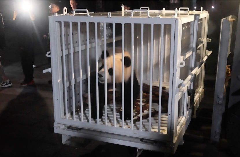 En esta imagen tomada de un video y difundida por el gobierno de China, se ve al panda...