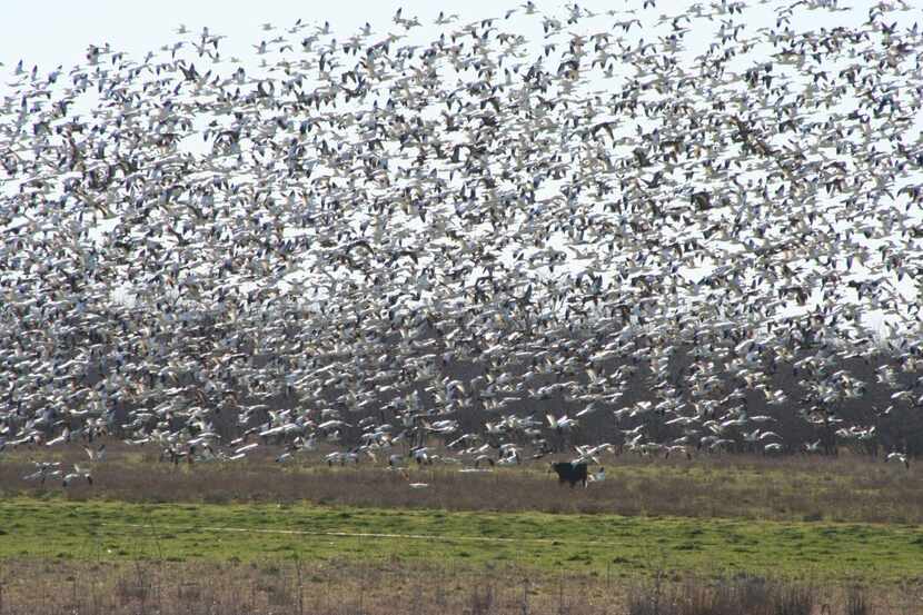 On Rosewood Ranch near Ennis, 2,000 acres of wetlands sustain cattle and duck hunting,...