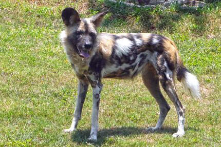 Ola, an 8-year-old female African painted dog, spends her first day in her new habitat on...