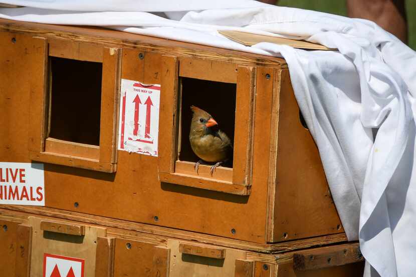 A northern cardinal, one of the species of birds recovered during the investigation into...
