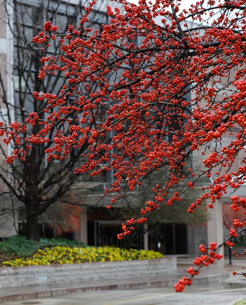 Berries on female deciduous yaupon (possum haw) in winter