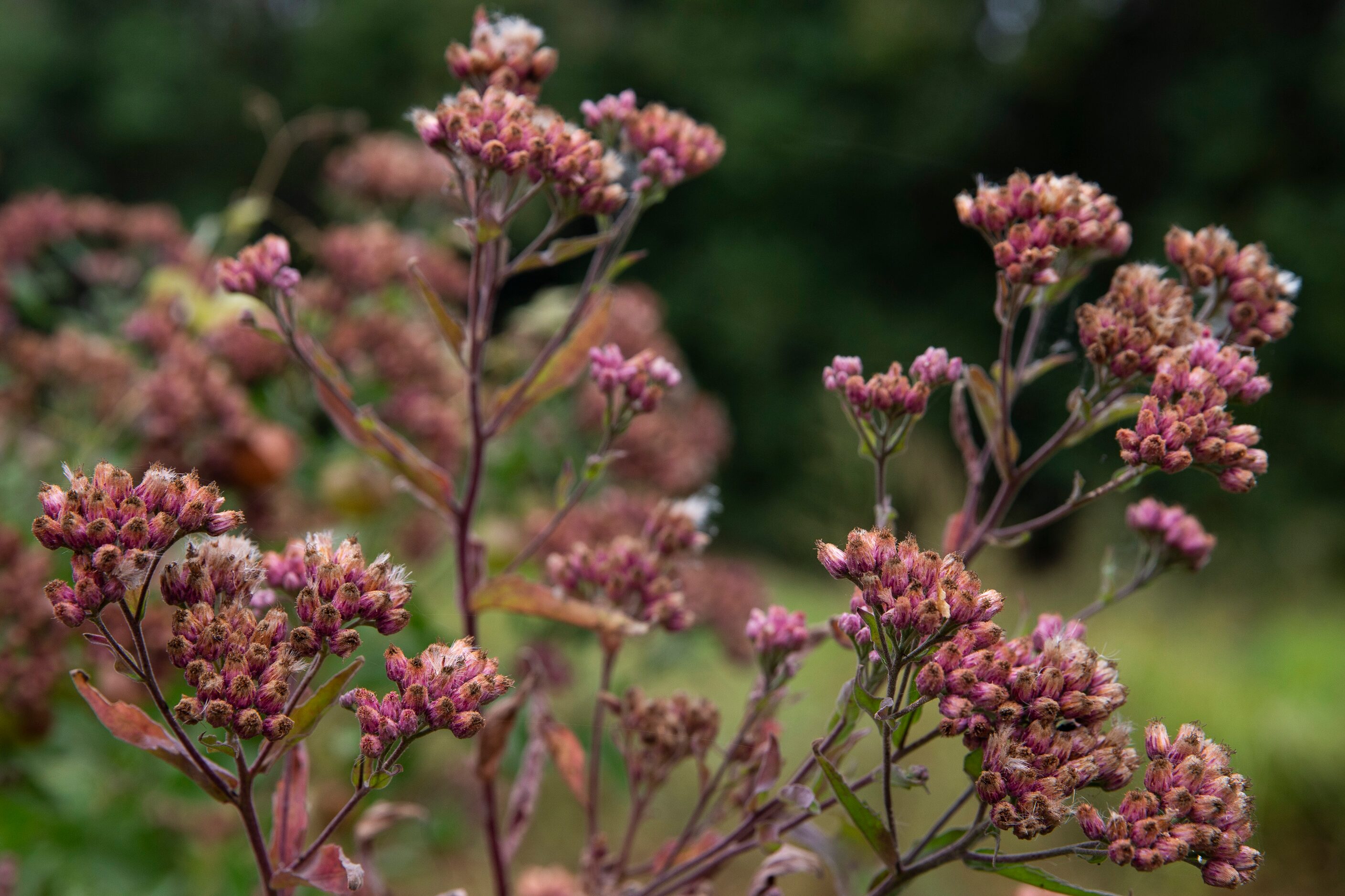 Marsh fleabane flowers in a wetland cell at the Old Fish Hatchery nature area at the south...