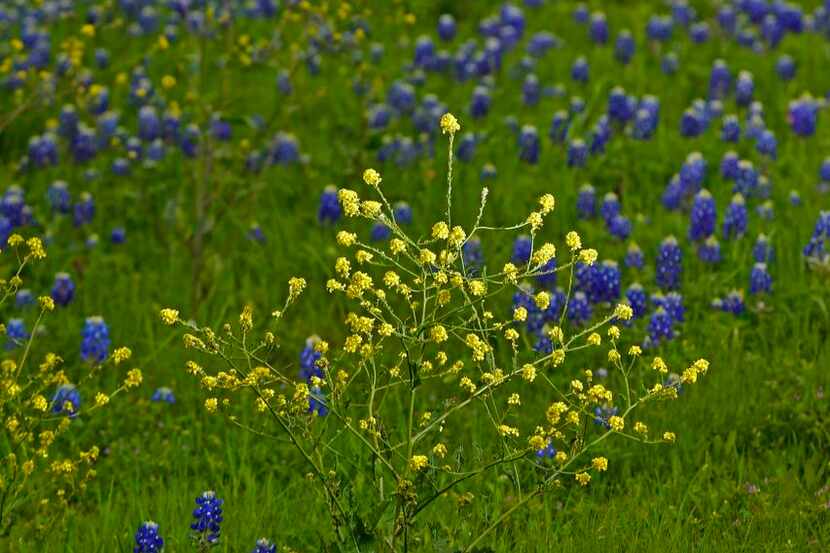 
An ugly weed growing in despicability is out to put a damper on Texas’ annual spring...