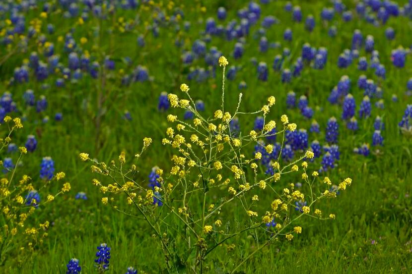 
An ugly weed growing in despicability is out to put a damper on Texas’ annual spring...