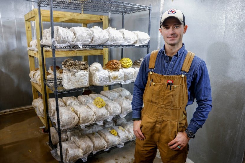 Texas Fungus founder Jordan Jent in a fruiting room at Texas Fungus in Arlington on Jan. 6,...