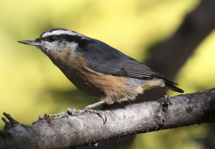 Red-breasted Nuthatch, these are pretty little birds, and we actually have a couple of them...