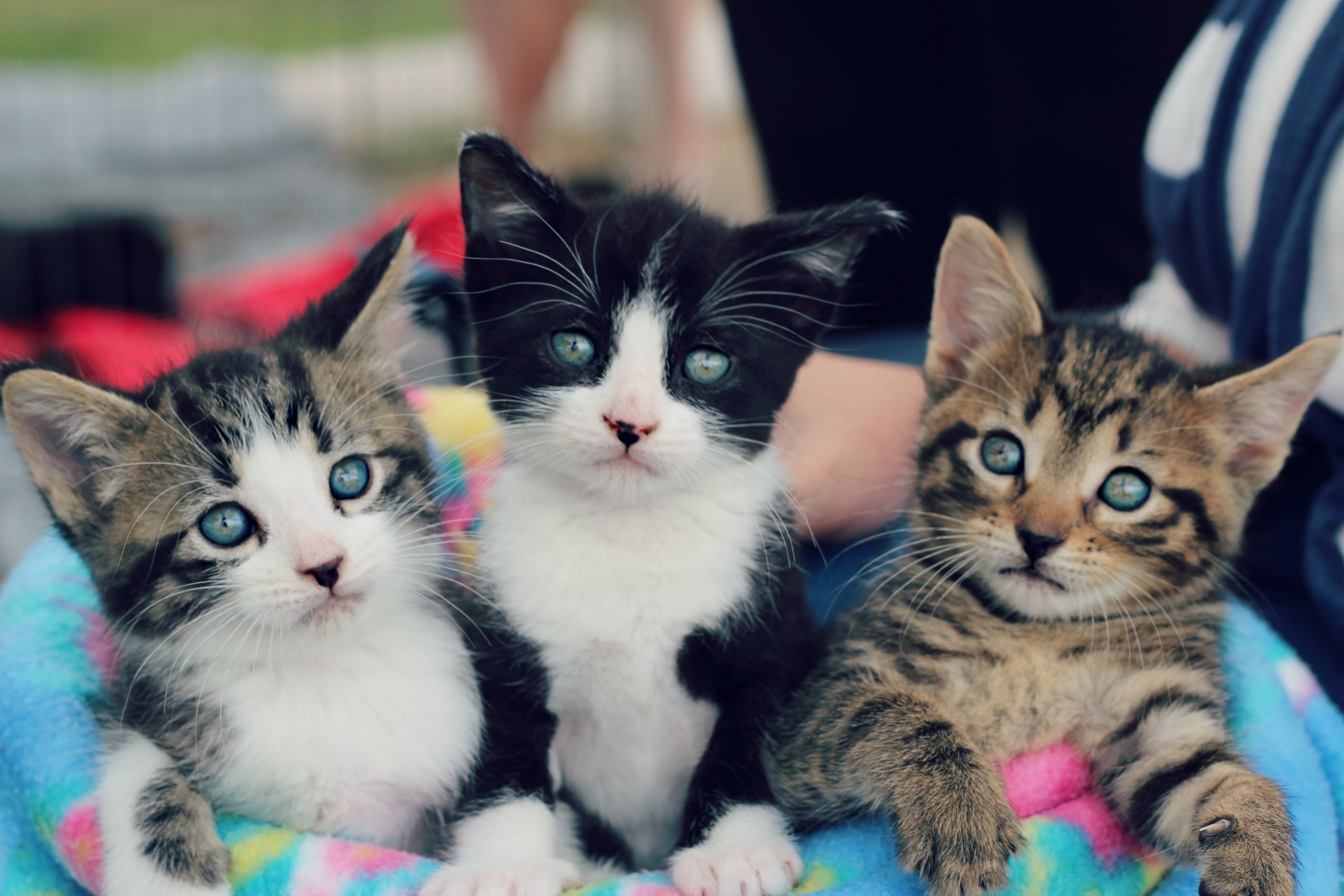 Catherine Dennis' photo "No Trouble Here..." shows three kittens who were adopted through...