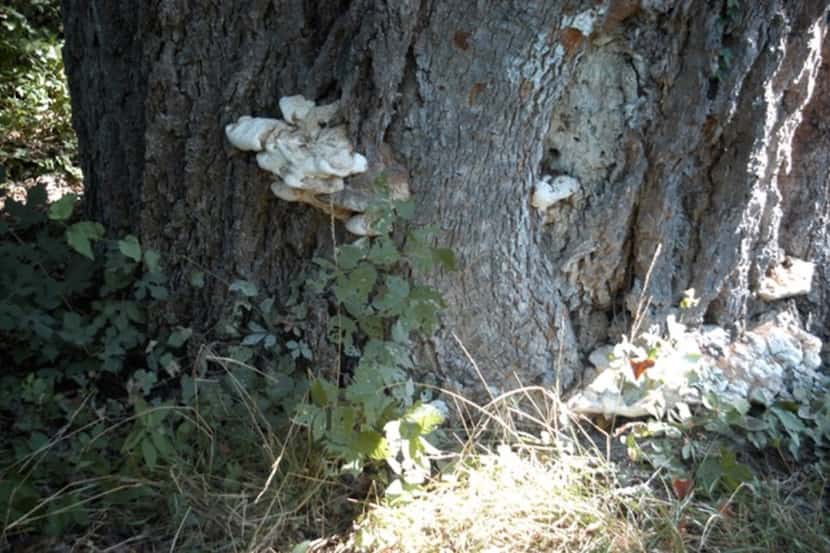 Tree ears (or shelf fungi) indicating trouble in a pecan tree.
