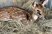 Deer at 4 Generations Ranch suffered cuts and bruises after getting spooked by a string of...