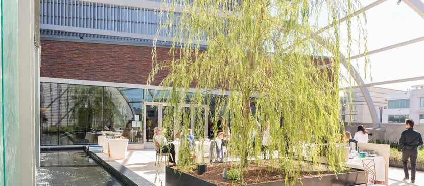 Bible Garden and tree of life at the new Museum of the Bible in Washington, D.C. 