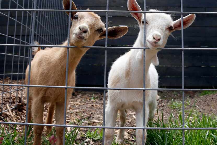 These are Dallas goats, but neither is the Dallas goat. 