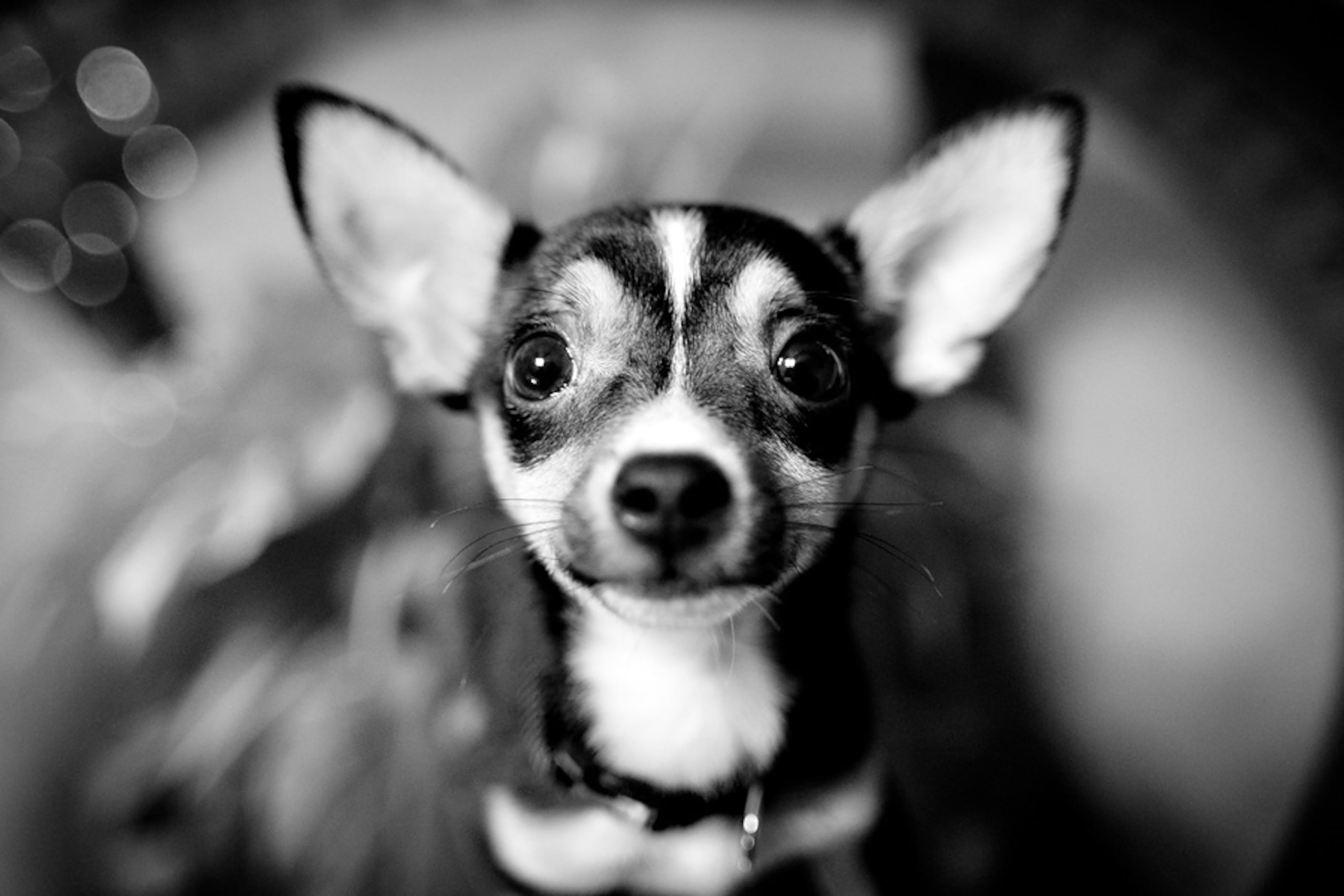 Noel Salazar's chihuahua Ninja. 