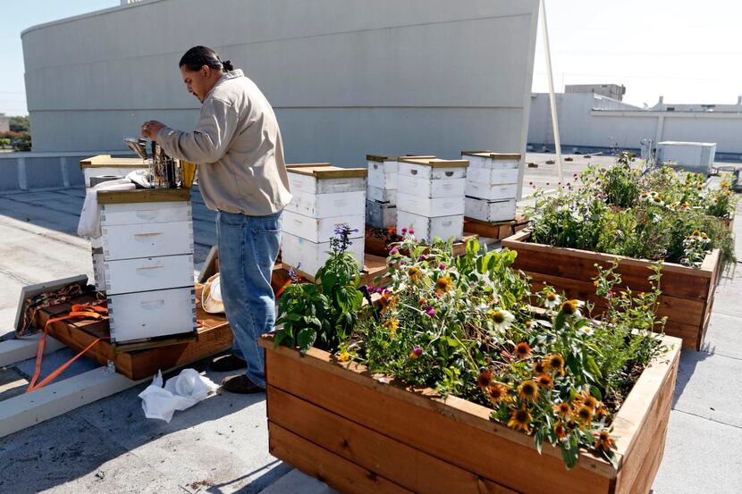 Camaran Perez,  a commercial beekeeper for the American Honey Bee Protection Agency, tends...