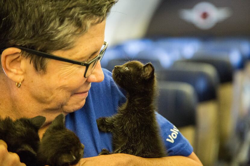 Southwest Airlines teamed up with the Helen Woodward Animal Center to transport 64 animals...