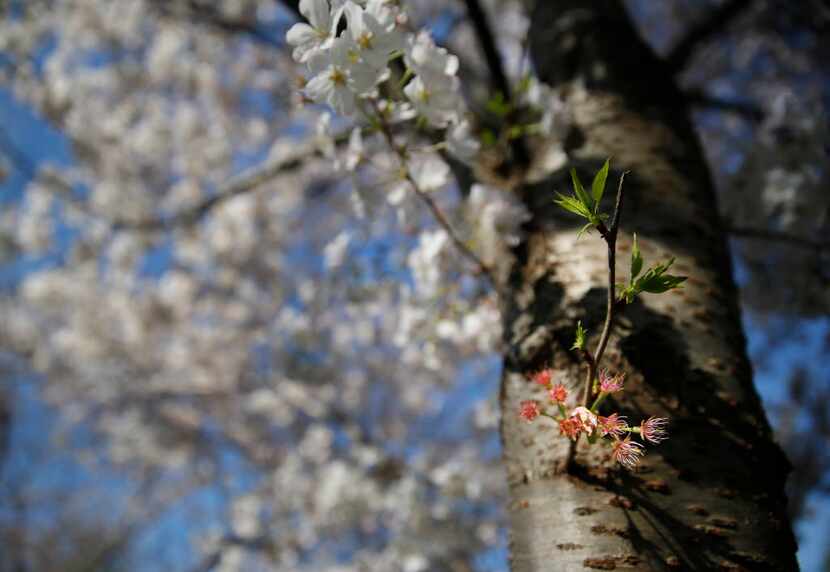 A new shoot  appears on a Yoshino cherry tree at the Dallas Arboretum, March 24, 2015.