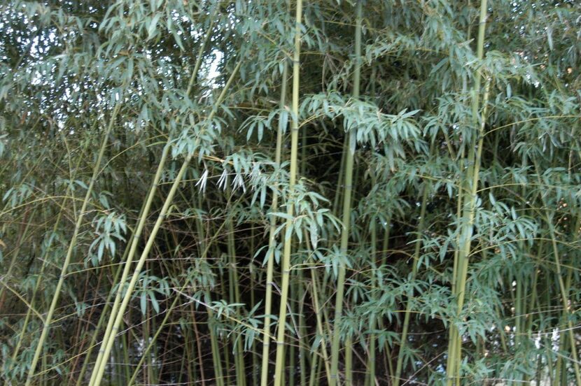 Howard Garrett does not recommend bamboo as a privacy screen unless it's already on your...