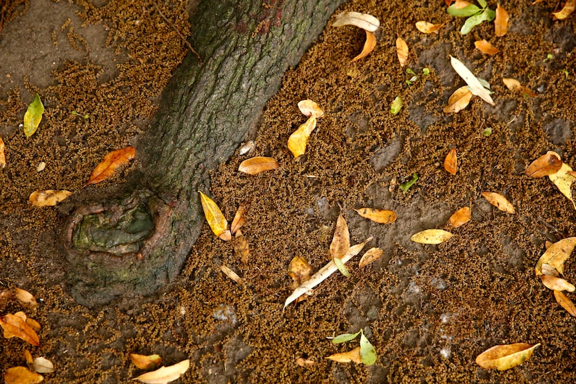 High winds and rain blew catkins and pollen from live oak trees in Dallas on Friday, March...