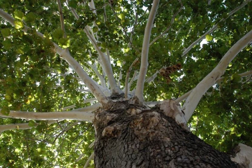 The Mexican sycamore tree is fast-growing and relatively pest-free.
