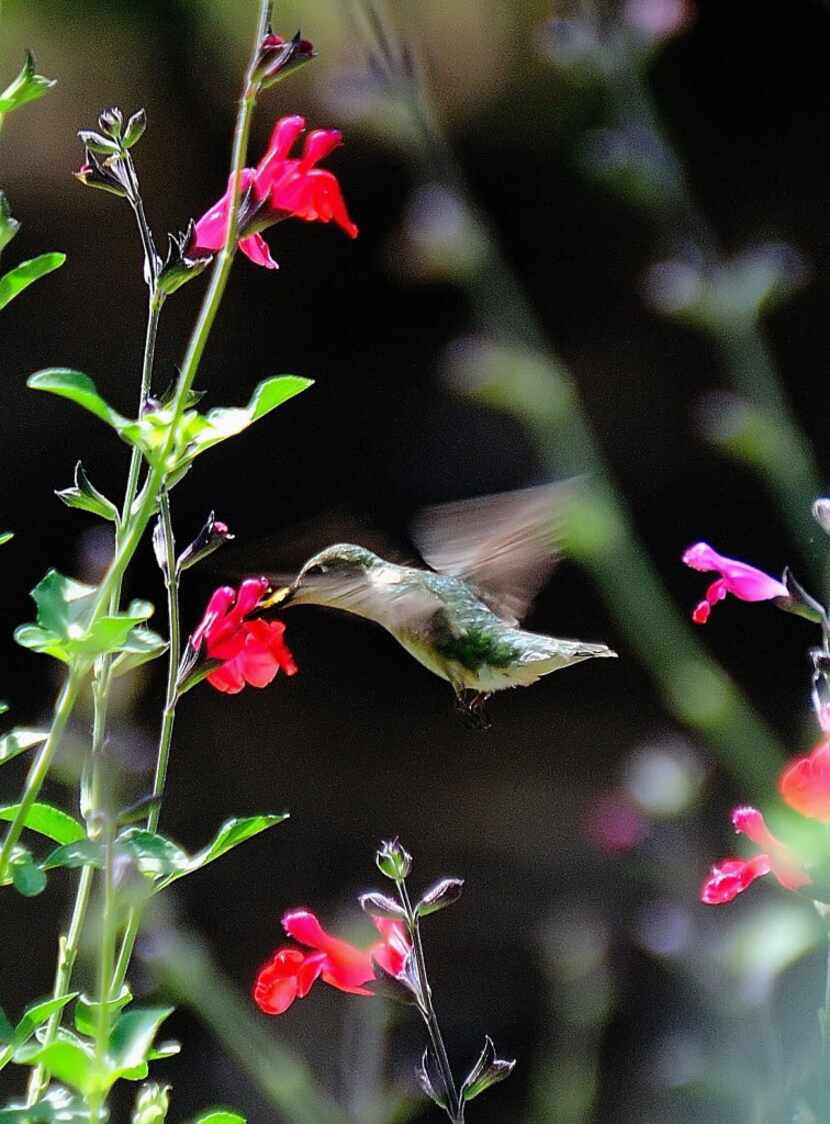 The ruby-throated hummingbird loves the tubular flowers produced by the cherry sage.
