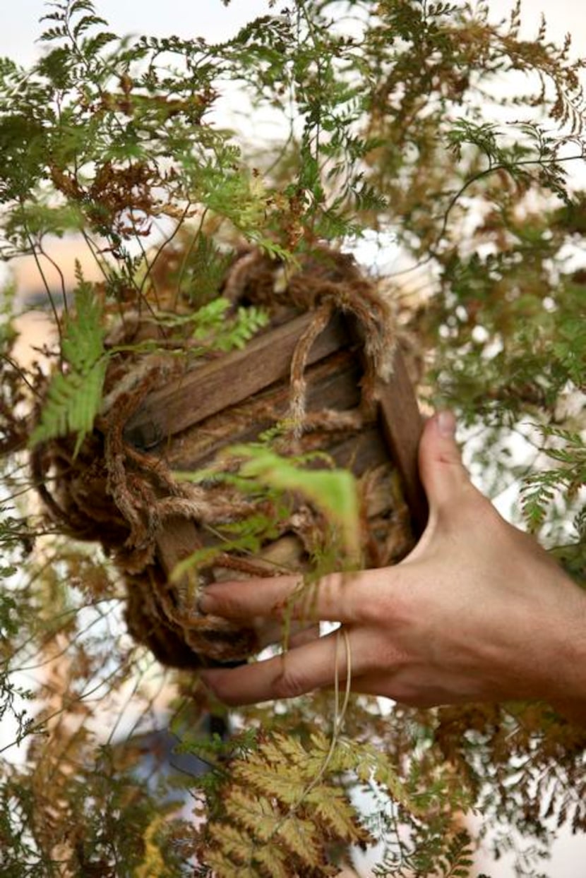 
The rabbit’s-foot fern’s furry rhizomes add to its interest. 
