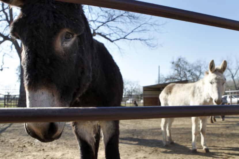 Donkeys peer out from the Kennedy Livestock Center, a Dallas refuge for the animals. Donkeys...