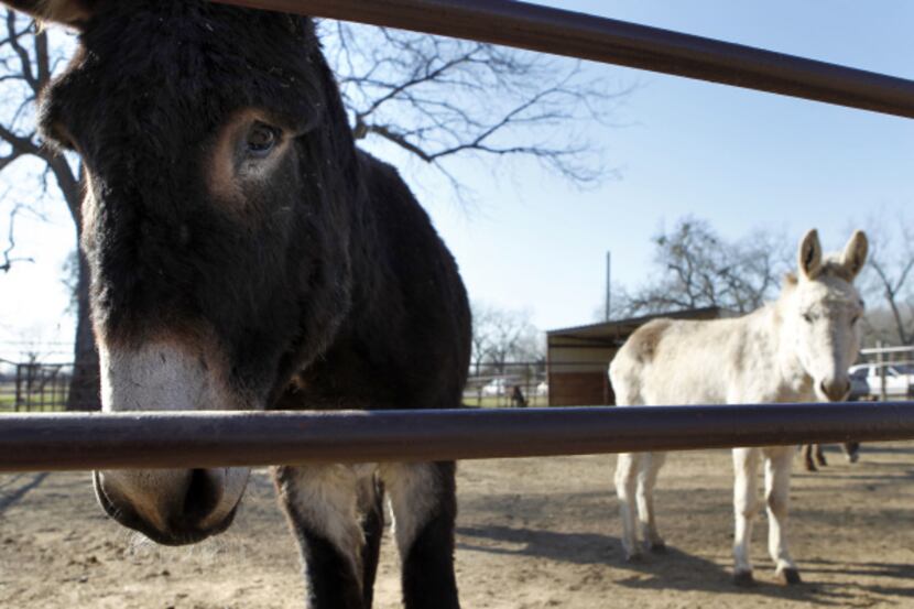 Donkeys peer out from the Kennedy Livestock Center, a Dallas refuge for the animals. Donkeys...