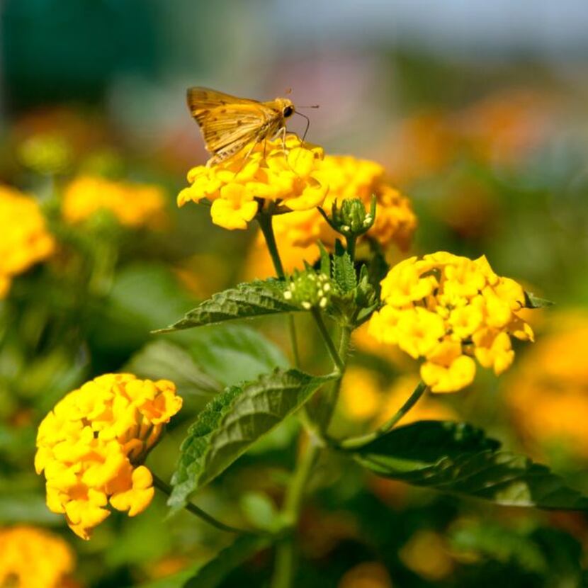 
Skipper on the New Gold lantanas, introduced into the nursery trade 35 years ago, is well...