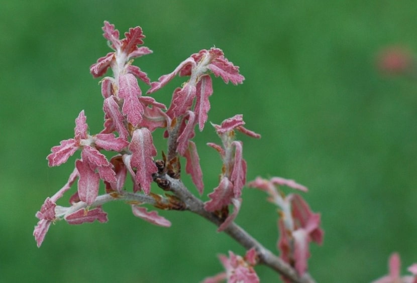 Lacey oak (Quercus laceyi) is a beautiful small to medium tree with blue-green mature...