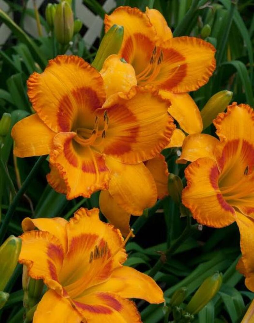 
Daylily 'Oktoberfest'
