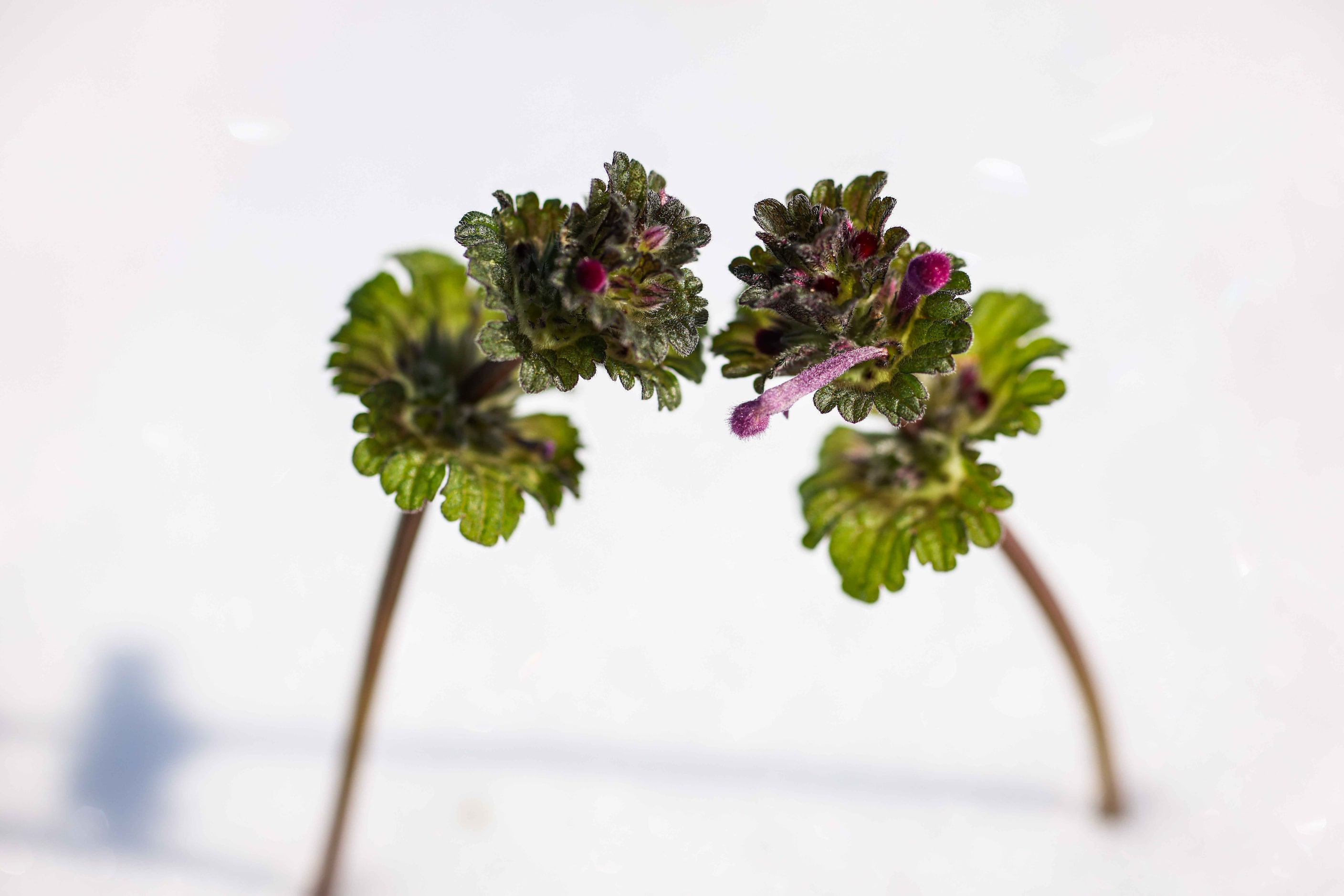 A tiny flower sticks out of the snow as a winter storm brings freezing temperatures to North...