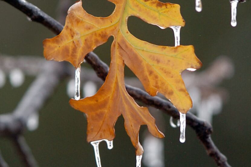Icicles hang off an oak leaf on Oakland Avenue in Denton after trees were lightly coated by...