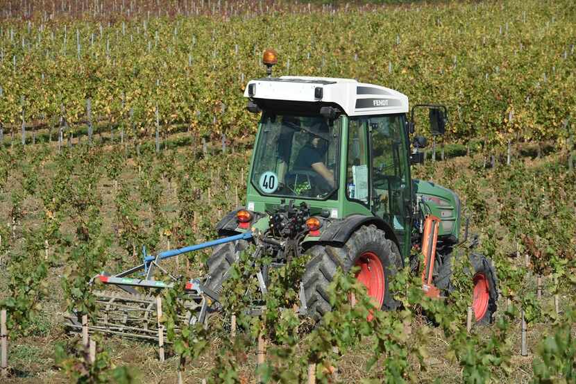 A worker drives a tractor fitted with a weeding machine through the vines of the Chateau La...