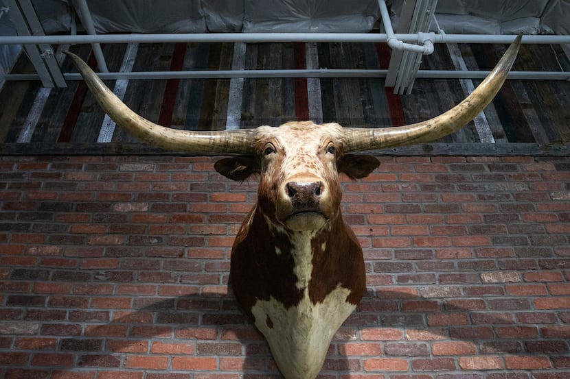 Longhorn Icehouse has several taxidermied cow heads on the walls. This one is special, as it...