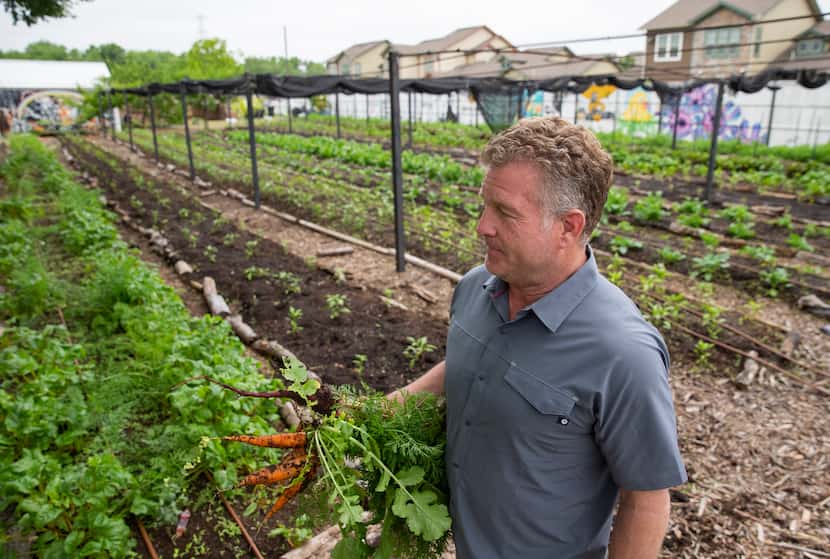 Daron Babcock, executive director of Bonton Farms, harvests vegetables on the site in April.