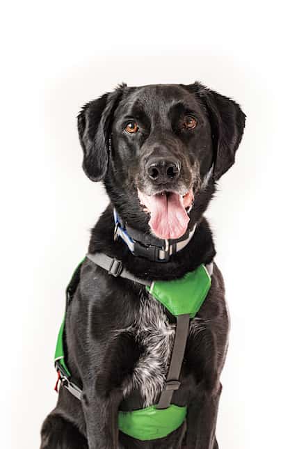 Walker is a second-chance success story: After being adopted out and returned several times,...