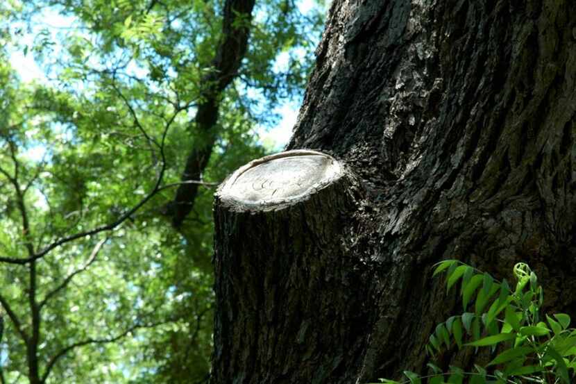 Do not cut dead limbs flush with the tree's trunk. A proper cut leaves the collar intact for...