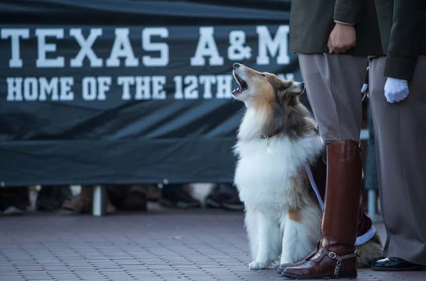 Texas A&M mascot Reveille IX stands with her handler Mascot Corporal Mia Miller during a...