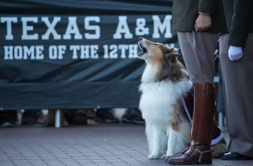 Texas A&M mascot Reveille IX stands with her handler Mascot Corporal Mia Miller during a...